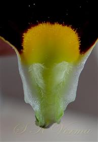  Base of anterior petal with glandular hairs and hairs
